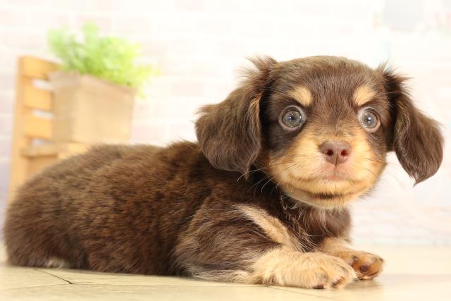 愛知県のハーフ犬・ミックス犬 (Coo&RIKU名古屋中川店/2026年6月19日生まれ/男の子/チョコレートタン)の子犬の2枚目の画像