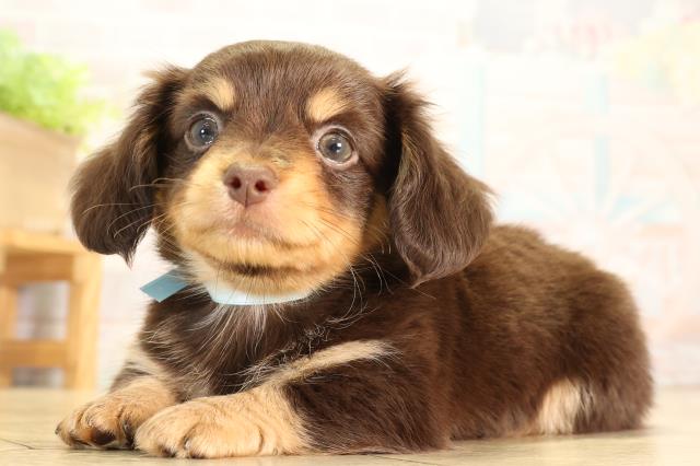 愛知県のハーフ犬・ミックス犬 (Coo&RIKU名古屋中川店/2026年6月19日生まれ/男の子/チョコレートタン)の子犬の3枚目の画像