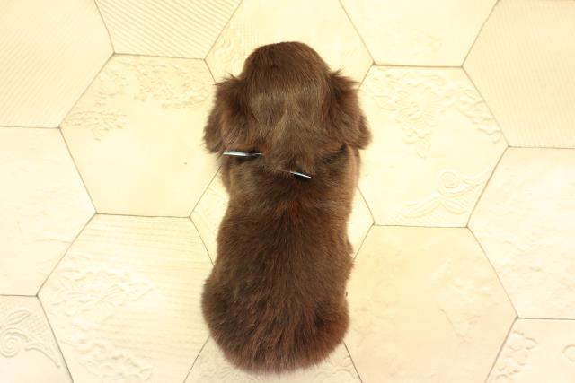 愛知県のハーフ犬・ミックス犬 (Coo&RIKU名古屋中川店/2026年6月19日生まれ/男の子/チョコレートタン)の子犬の4枚目の画像
