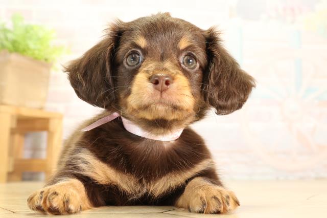 愛知県のハーフ犬・ミックス犬 (Coo&RIKU名古屋滝ノ水店/2026年6月19日生まれ/女の子/チョコレートタン)の子犬の1枚目の画像