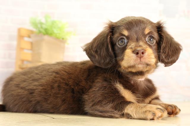 愛知県のハーフ犬・ミックス犬 (Coo&RIKU名古屋滝ノ水店/2026年6月19日生まれ/女の子/チョコレートタン)の子犬の2枚目の画像