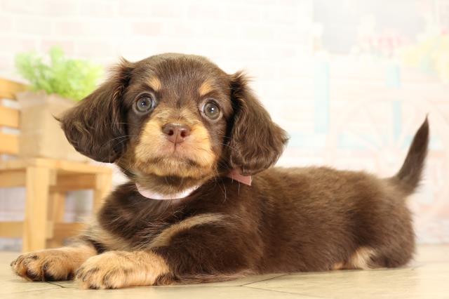 愛知県のハーフ犬・ミックス犬 (Coo&RIKU名古屋滝ノ水店/2026年6月19日生まれ/女の子/チョコレートタン)の子犬の3枚目の画像