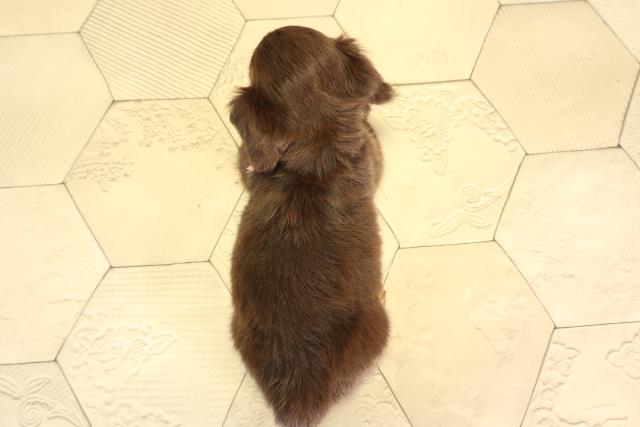 愛知県のハーフ犬・ミックス犬 (Coo&RIKU名古屋滝ノ水店/2026年6月19日生まれ/女の子/チョコレートタン)の子犬の4枚目の画像