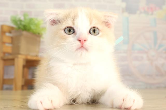 愛知県のスコティッシュフォールド (Coo&RIKU名古屋滝ノ水店/2026年6月12日生まれ/男の子/クリームホワイト)の子猫の1枚目の画像