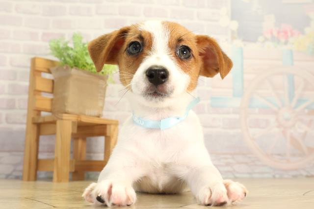 愛知県のジャックラッセルテリア (Coo&RIKU東海店/2026年6月15日生まれ/男の子/タンホワイト)の子犬の1枚目の画像