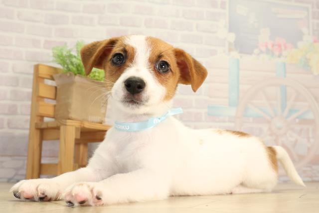 愛知県のジャックラッセルテリア (Coo&RIKU東海店/2026年6月15日生まれ/男の子/タンホワイト)の子犬の3枚目の画像