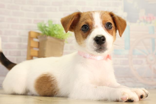愛知県のジャックラッセルテリア (Coo&RIKU豊橋店/2026年6月15日生まれ/女の子/タンホワイト)の子犬の2枚目の画像