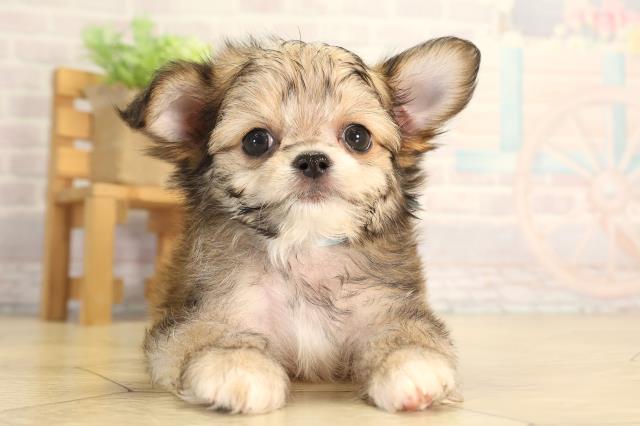 愛知県のハーフ犬・ミックス犬 (Coo&RIKU豊橋店/2026年6月16日生まれ/男の子/フォーン)の子犬の1枚目の画像