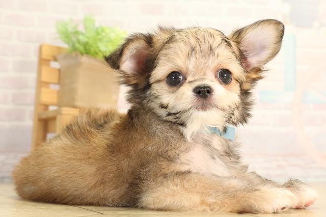愛知県のハーフ犬・ミックス犬 (Coo&RIKU豊橋店/2026年6月16日生まれ/男の子/フォーン)の子犬の2枚目の画像