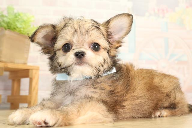 愛知県のハーフ犬・ミックス犬 (Coo&RIKU豊橋店/2026年6月16日生まれ/男の子/フォーン)の子犬の3枚目の画像