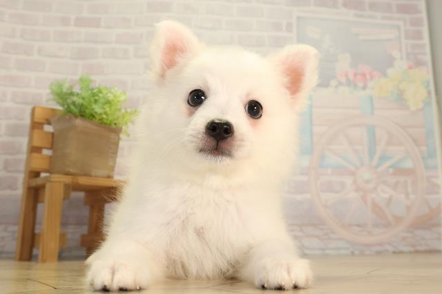 三重県の日本スピッツ (Coo&RIKU四日市店/2026年6月19日生まれ/女の子/ホワイト)の子犬の1枚目の画像