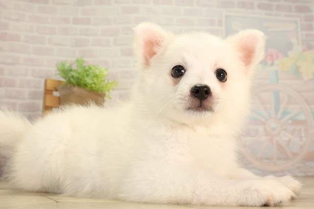 三重県の日本スピッツ (Coo&RIKU四日市店/2026年6月19日生まれ/女の子/ホワイト)の子犬の2枚目の画像