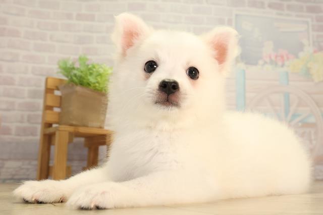 三重県の日本スピッツ (Coo&RIKU四日市店/2026年6月19日生まれ/女の子/ホワイト)の子犬の3枚目の画像