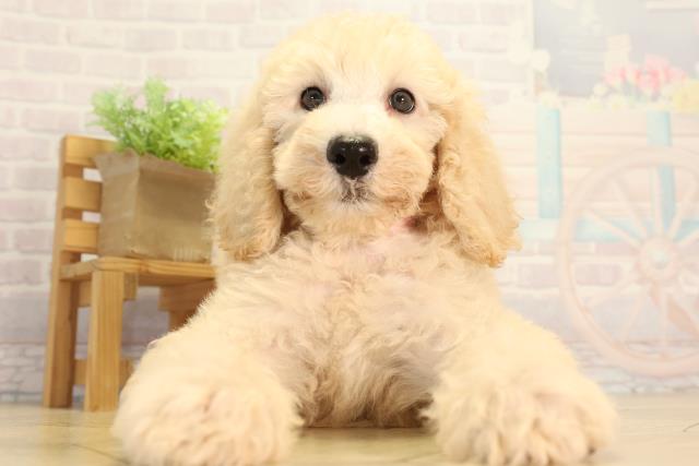 愛知県のスタンダードプードル (Coo&RIKU岡崎店/2026年6月20日生まれ/女の子/ペールフォーン)の子犬の1枚目の画像