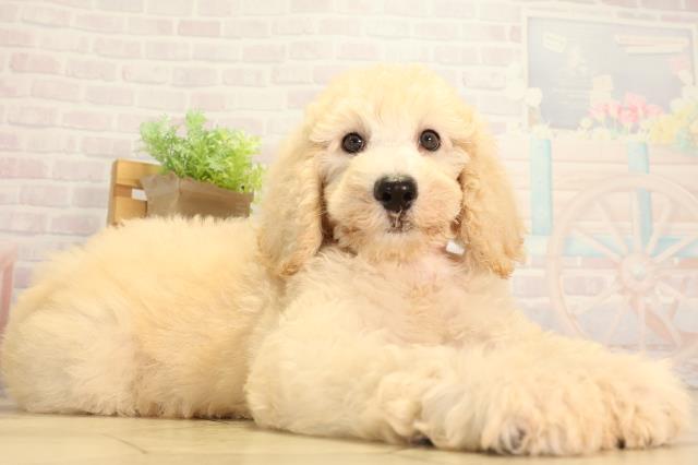 愛知県のスタンダードプードル (Coo&RIKU岡崎店/2026年6月20日生まれ/女の子/ペールフォーン)の子犬の2枚目の画像