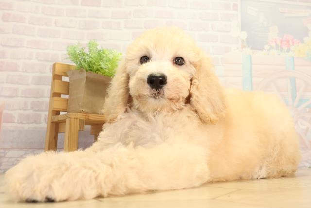 愛知県のスタンダードプードル (Coo&RIKU岡崎店/2026年6月20日生まれ/女の子/ペールフォーン)の子犬の3枚目の画像
