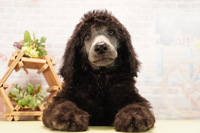 愛知県のスタンダードプードル (Coo&RIKU豊田店/2026年6月20日生まれ/男の子/グレー)の子犬の1枚目の画像