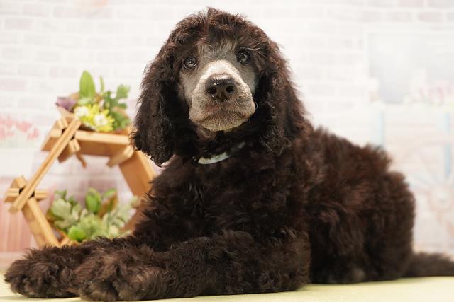 愛知県のスタンダードプードル (Coo&RIKU豊田店/2026年6月20日生まれ/男の子/グレー)の子犬の3枚目の画像