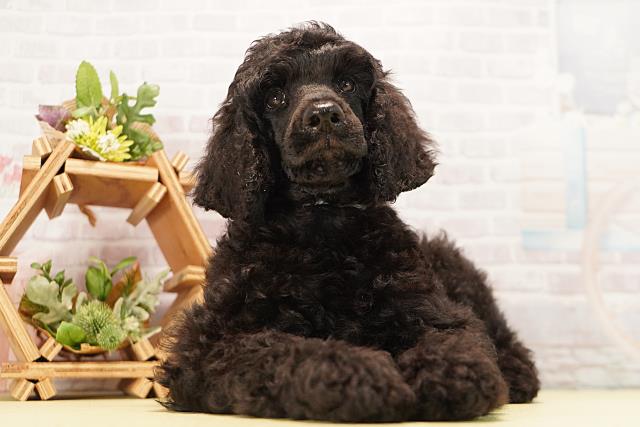 三重県のスタンダードプードル (Coo&RIKU津高茶屋店/2026年6月20日生まれ/男の子/ブラック)の子犬の1枚目の画像