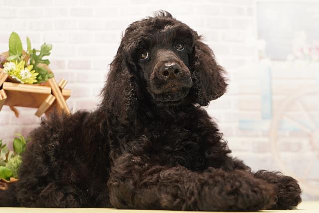 三重県のスタンダードプードル (Coo&RIKU津高茶屋店/2026年6月20日生まれ/男の子/ブラック)の子犬の2枚目の画像