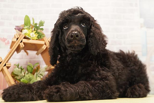 三重県のスタンダードプードル (Coo&RIKU津高茶屋店/2026年6月20日生まれ/男の子/ブラック)の子犬の3枚目の画像