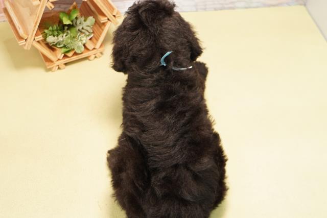 三重県のスタンダードプードル (Coo&RIKU津高茶屋店/2026年6月20日生まれ/男の子/ブラック)の子犬の4枚目の画像