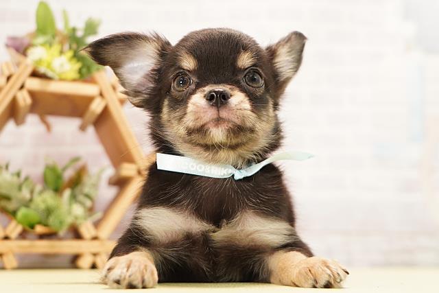 愛知県のチワワ(ロング) (Coo&RIKU豊橋店/2026年6月21日生まれ/男の子/ブラックタン)の子犬の1枚目の画像