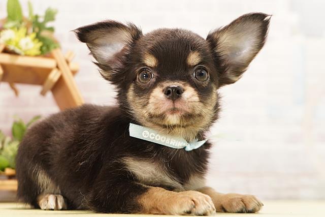 愛知県のチワワ(ロング) (Coo&RIKU豊橋店/2026年6月21日生まれ/男の子/ブラックタン)の子犬の2枚目の画像