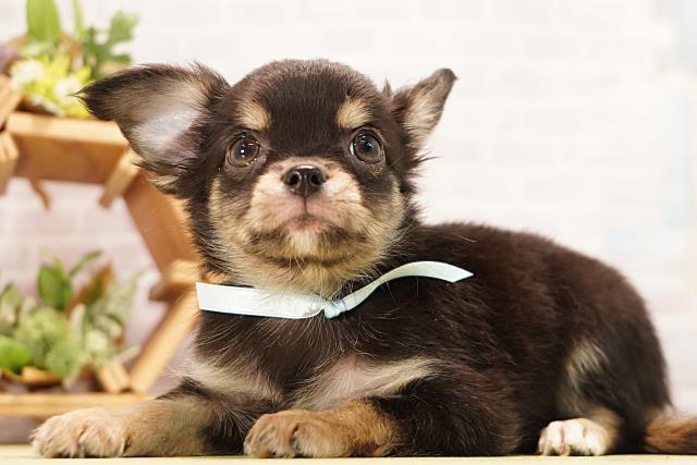 愛知県のチワワ(ロング) (Coo&RIKU豊橋店/2026年6月21日生まれ/男の子/ブラックタン)の子犬の3枚目の画像