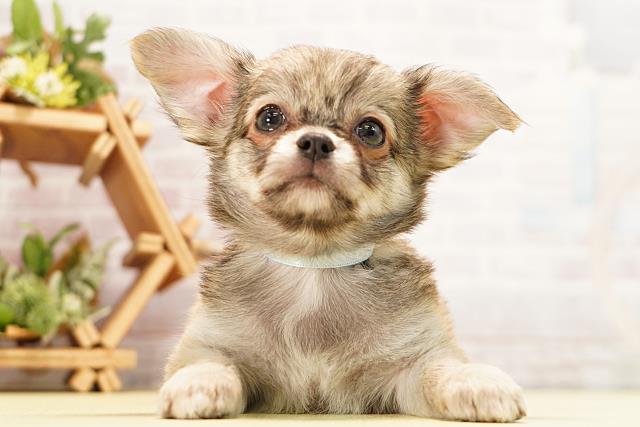 愛知県のチワワ(ロング) (Coo&RIKU岡崎店/2026年6月21日生まれ/男の子/レッド)の子犬の1枚目の画像