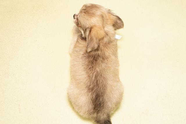 愛知県のチワワ(ロング) (Coo&RIKU岡崎店/2026年6月21日生まれ/男の子/レッド)の子犬の4枚目の画像