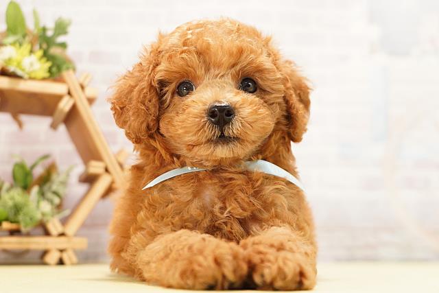 三重県のトイプードル(トイ) (Coo&RIKU津高茶屋店/2026年6月19日生まれ/男の子/レッド)の子犬の1枚目の画像