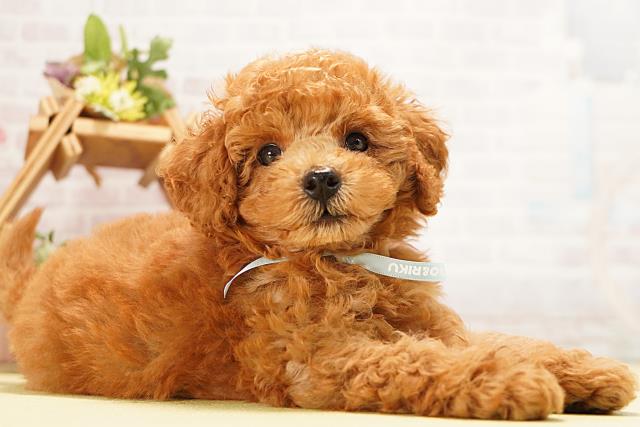 三重県のトイプードル(トイ) (Coo&RIKU津高茶屋店/2026年6月19日生まれ/男の子/レッド)の子犬の2枚目の画像