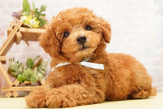 三重県のトイプードル(トイ) (Coo&RIKU津高茶屋店/2026年6月19日生まれ/男の子/レッド)の子犬の3枚目の画像