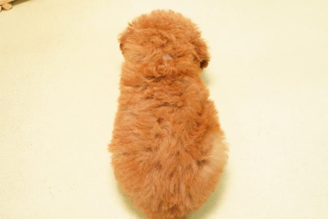 三重県のトイプードル(トイ) (Coo&RIKU津高茶屋店/2026年6月19日生まれ/男の子/レッド)の子犬の4枚目の画像