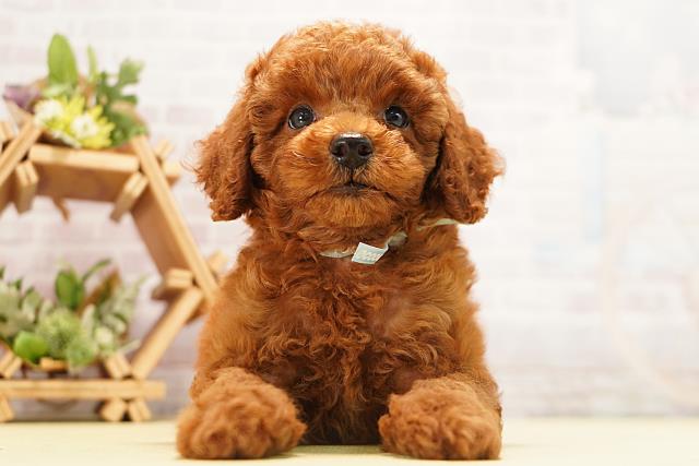 愛知県のトイプードル(トイ) (Coo&RIKU名古屋中川店/2026年6月19日生まれ/男の子/レッド)の子犬の1枚目の画像