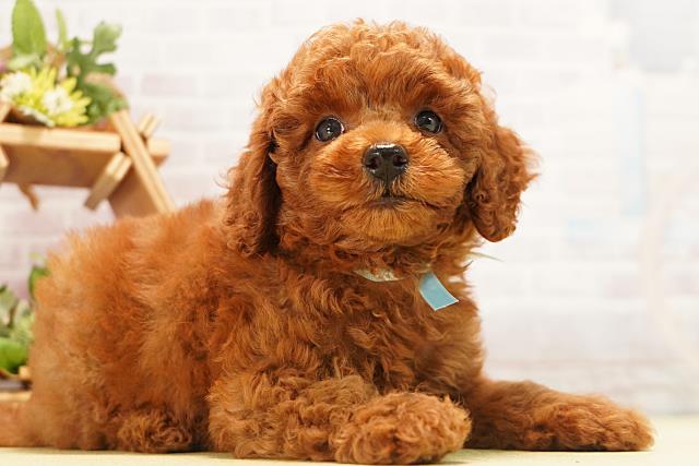 愛知県のトイプードル(トイ) (Coo&RIKU名古屋中川店/2026年6月19日生まれ/男の子/レッド)の子犬の2枚目の画像