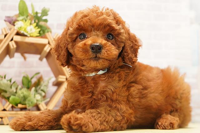 愛知県のトイプードル(トイ) (Coo&RIKU名古屋中川店/2026年6月19日生まれ/男の子/レッド)の子犬の3枚目の画像