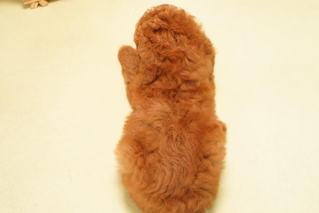 愛知県のトイプードル(トイ) (Coo&RIKU名古屋中川店/2026年6月19日生まれ/男の子/レッド)の子犬の4枚目の画像