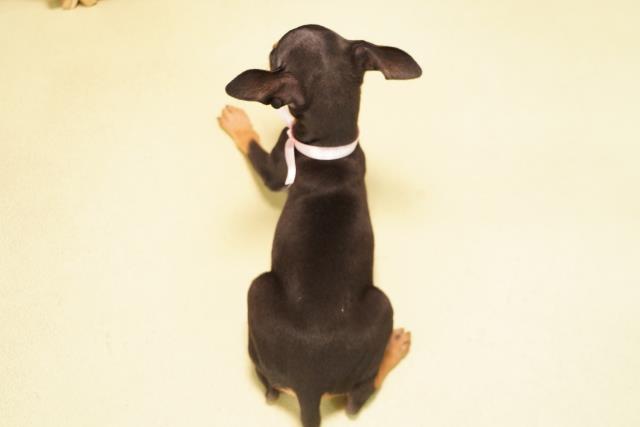 愛知県のミニチュアピンシャー (Coo&RIKU名古屋滝ノ水店/2026年6月19日生まれ/女の子/ブラックタン)の子犬の4枚目の画像