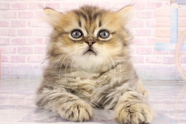 滋賀県のミヌエット (Coo&RIKU東近江店/2026年6月21日生まれ/男の子/ブラウンタビー)の子猫の1枚目の画像