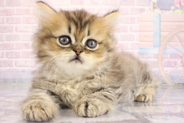 滋賀県のミヌエット (Coo&RIKU東近江店/2026年6月21日生まれ/男の子/ブラウンタビー)の子猫の3枚目の画像