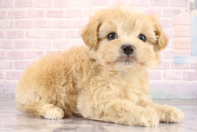 京都府のハーフ犬・ミックス犬 (Coo&RIKU京都河原町店/2026年6月20日生まれ/男の子/クリーム)の子犬の1枚目の画像