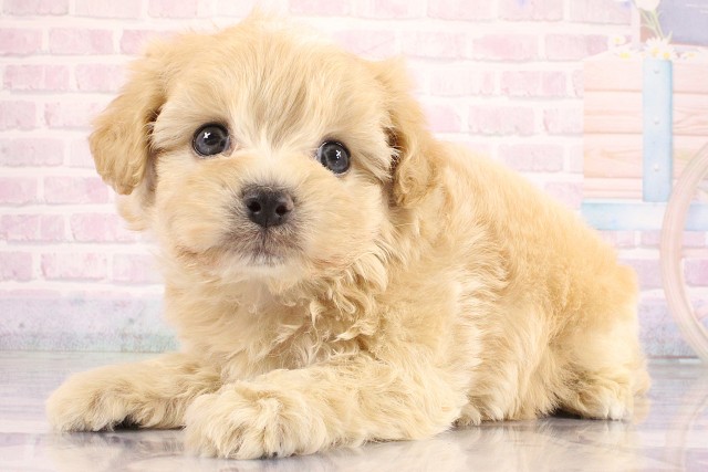 京都府のハーフ犬・ミックス犬 (Coo&RIKU京都河原町店/2026年6月20日生まれ/男の子/クリーム)の子犬の2枚目の画像