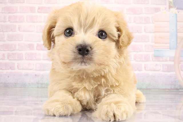 京都府のハーフ犬・ミックス犬 (Coo&RIKU京都河原町店/2026年6月20日生まれ/男の子/クリーム)の子犬の3枚目の画像