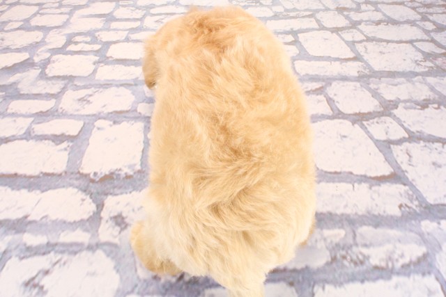 京都府のハーフ犬・ミックス犬 (Coo&RIKU京都河原町店/2026年6月20日生まれ/男の子/クリーム)の子犬の4枚目の画像