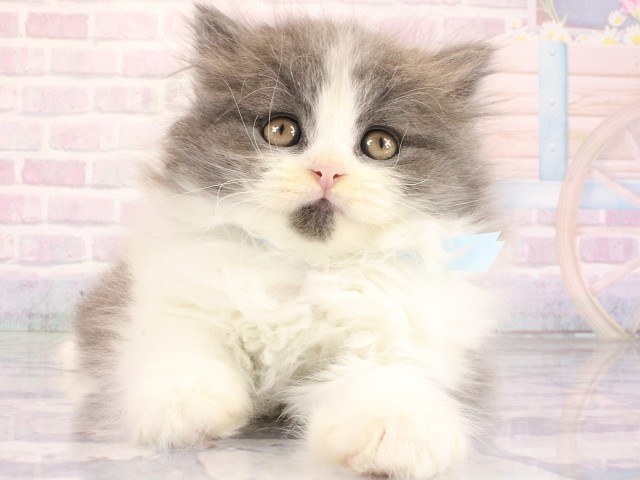 ブリティッシュロングヘアー