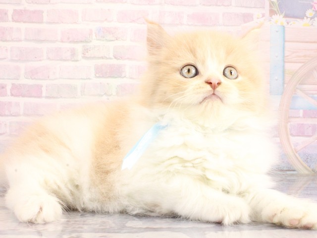 大阪府のブリティッシュロングヘアー (Coo&RIKU和泉店/2026年6月18日生まれ/男の子/クリームホワイト)の子猫の3枚目の画像