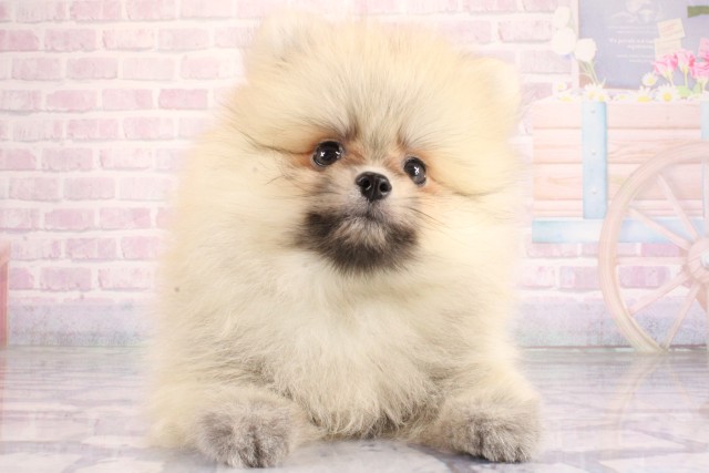 滋賀県のポメラニアン (Coo&RIKU長浜店/2026年6月14日生まれ/男の子/オレンジセーブル)の子犬の1枚目の画像