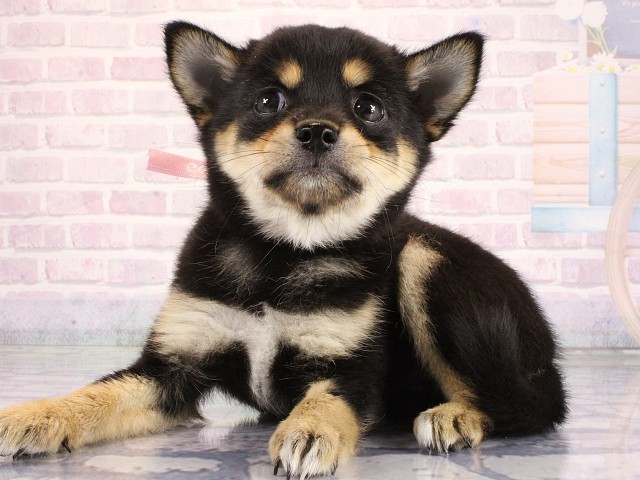 京都府のハーフ犬・ミックス犬 (Coo&RIKU京都河原町店/2026年6月19日生まれ/女の子/ブラックタンホワイト)の子犬の1枚目の画像